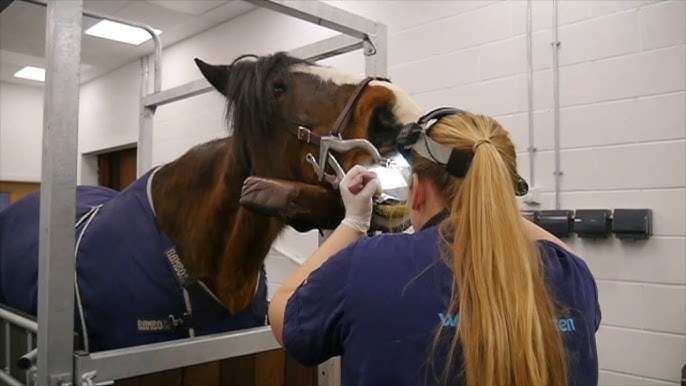 equine dental chart